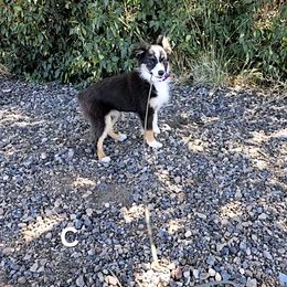 Celina - Black tri female Miniature Australian Shepherd puppy in Snowflake, Arizona from Halfpint Aussies