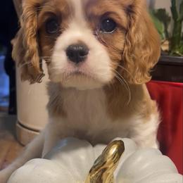 Blue Bonnet - Blenheim male Cavalier King Charles Spaniel puppy in Puyallup, Washington from Foster Cavaliers