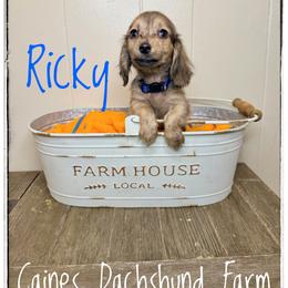 Ricky - Brindle male Dachshund puppy in Cincinnati, Ohio from Caines Dachshund Farm