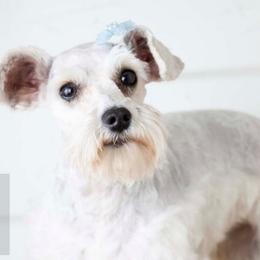 Lilah - Miniature Schnauzer