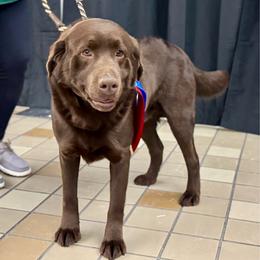 Thunder - Chocolate male Labrador Retriever puppy in Sullivan, Missouri from O’Dell Labs