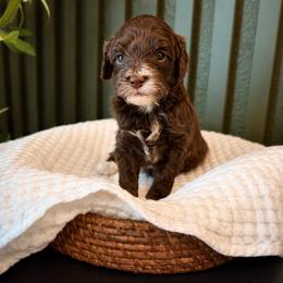 Orson - Chocolate male Goldendoodle puppy in Van Alstyne, Texas from Forest Haven Doodle Co.