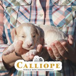 Colliope - Fawn and white female Sheepadoodle puppy in Cleveland, Tennessee from Narrow Path Old English & Sheepadoodles