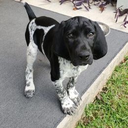 English Cocker Spaniels and German Shorthaired Pointers from Chapman Bird Dogs