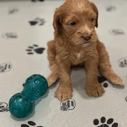 Girl 1 - Apricot female Australian Labradoodle puppy in Bend, Oregon from High Desert Labradoodles