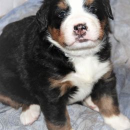 Bernese Mountain Dog Puppies from Baby Bear Bernese Kennel