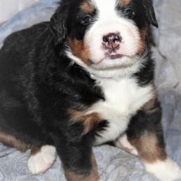 Bernese Mountain Dog Puppies from Baby Bear Bernese Kennel