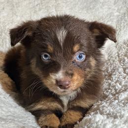 Belle - Red tri-color female Australian Shepherd puppy in Albertville, Alabama from Salt Creek Aussies