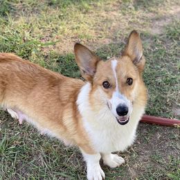 Bates Libbey of the Prairie - Pembroke Welsh Corgi