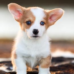 American Corgis, French Bulldogs, and Pembroke Welsh Corgis from Say When Corgi Co.