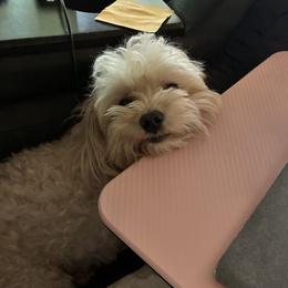Atlas - Maltipoo