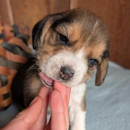 Sprout - Black tan and white male Beagle puppy in Colville, Washington from Rosehaven Homestead