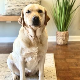 Labradoodles and Labrador Retrievers from Whispers of Grace Labs & Doodles
