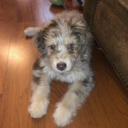 Aussiedoodle, Bernedoodle, and Goldendoodle Puppies from Johnson's Doodles