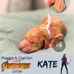 Kate - Red  female Goldendoodle puppy in Calhoun, Georgia from M&C Village Goldendoodles