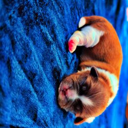 Shih Tzu Puppies from Gig Harbor Shih Tzu's