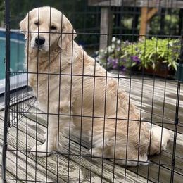 Kace - Golden Retriever