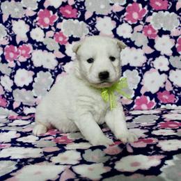 Isko - White male Siberian Husky puppy in Lunenburg, Vermont from SNOW WOOLY HUSKY