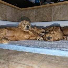 Goldendoodle Puppies from Rocks & Roses Doodles