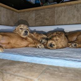 Goldendoodle Puppies from Rocks & Roses Doodles