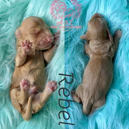 Rebel - Red male Dachshund puppy in Hornbeck, Louisiana from A&Z Mini Dachshunds