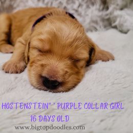 Goldendoodle Puppies from Big Top Doodles