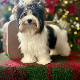 Boy 1 - Black tan and white male Biewer Terrier puppy in Lathrop, California from Forever Charmed