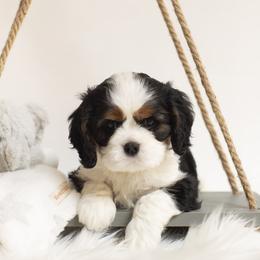 Brittany and Cavalier King Charles Spaniel Puppies from Katy Cavaliers & Barefoot Days Brittanys