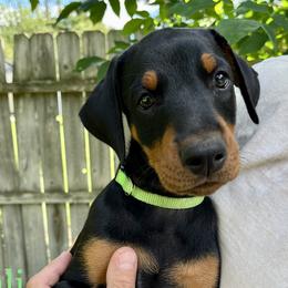 Bali - Black and rust Doberman Pinscher puppy in Wisconsin Rapids, Wisconsin from Vom Feuer Dobermans