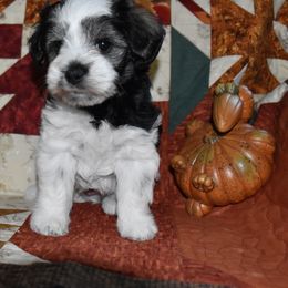 Miniature Schnauzer Puppies from Parti-Tyme Miniature Schnauzers