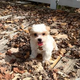 Randolph AKC - Parti male Yorkshire Terrier puppy in Nesbit, Mississippi from Bluff City Yorkies