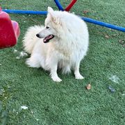 Japanese Spitz Puppies from IMag Japanese Spitz