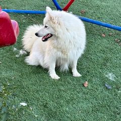 Japanese Spitz Puppies from IMag Japanese Spitz