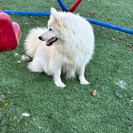 Japanese Spitz Puppies from IMag Japanese Spitz