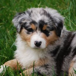 Australian Shepherds from Laurelhills Farm