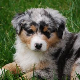 Australian Shepherds from Laurelhills Farm
