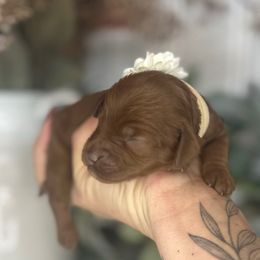 Ember - Red female Cavapoo puppy in Ephrata, Washington from Gingers Cavapoo’s