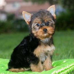 Delightful Girl - Black and gold female Yorkshire Terrier puppy in Stanton, California from Essence of Grace Yorkies