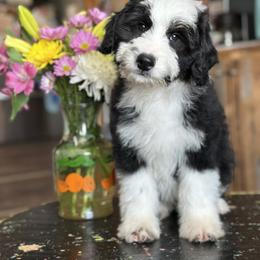 Stroller - Black tri-color male Aussiedoodle puppy in Lancaster, Minnesota from Finney Ranch