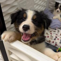 Burrito - Black tri-color male Australian Shepherd puppy in Anniston, Alabama from All Hale Aussies
