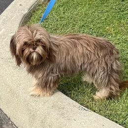 Gabby - Shih Tzu