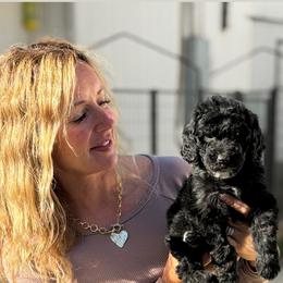 Snow White - Black female Bernedoodle puppy in Yuba City, California from Ranch House Doodles