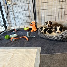 Border Collie Puppies from RSR Border collies