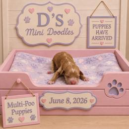Girl 3 - Red  female Poodle puppy in Pawtucket, Rhode Island from Ds_minidoodles