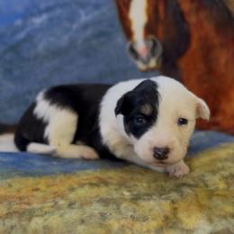Primrose (Girl 5) - Tri-color female Border Collie puppy in Mosheim, Tennessee from Elawodi Border Collies