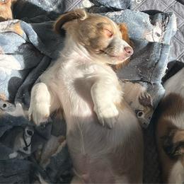 Carson - Piebald male Dachshund puppy in Massachusetts from Honey Bee Dachshunds