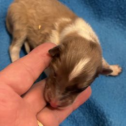 Boy 5 - Sable and white Collie puppy in Bad Axe, Michigan from Collie Campo