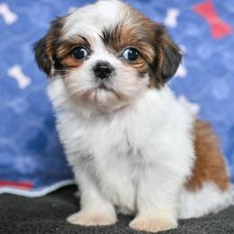 Cedar - Brindle and white male Shih Tzu puppy in Montrose, Colorado from Nana's Happy Pups