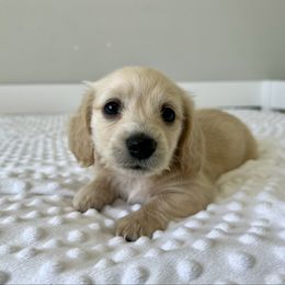 Alfredo - Cream male Dachshund puppy in Shelley, Idaho from Journey’s End Dachshunds