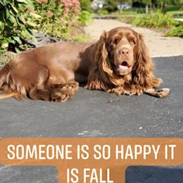 Sussex Spaniel Puppies from Brass Lite Kennel